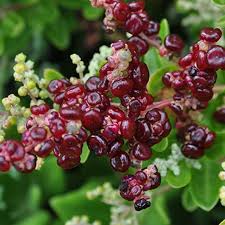 Image result for Rhagodia