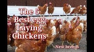 What are the best chickens for eggs. The 5 Latest Best Commercial Egg Laying Chicken Youtube