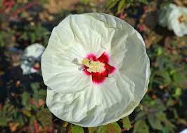 Image result for Hibiscus meyeri