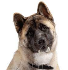 Join our community of paw lovers across the u.s. Akita Puppies For Sale Adoptapet Com