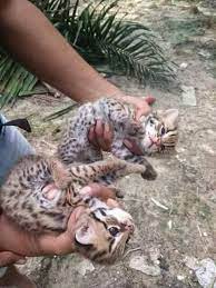 Ada 7 jenis kucing hutan, penulis mengulas beserta cara merawat dan menjinakkan kucing hutan. Anak Kucing Hutan Untuk Diberikan Media Viral Selangor Facebook