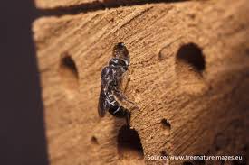 It's a common method that eliminates rat populations, termites, ants, and many other pests. Insect Hotels A Refuge Or A Fad The Entomologist Lounge