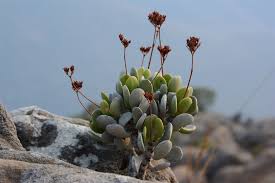 Image result for Kalanchoe glaucescens