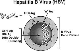 Hepatitis B Diagnosis Prevention And Treatment Clinical