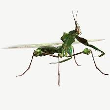 Being one of the largest of all species, the idolomantis diabolica is a true beast. 3d Model Giant Devils Flower Mantis Cgtrader