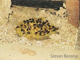 So how do bumble bees go about locating and setting up nests? How Do You Get Rid Of A Bumblebee Nest