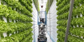Read this save space by going vertical with your vegetables and learn more. Can Agri Shines New Light Vertical Farming