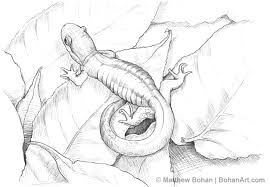 Blue Spotted Salamander Pencil Sketch P4 Bohan Art Salamanders illustration chart a fun, whimsical print of various north american salamanders. blue spotted salamander pencil sketch