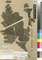 Image result for Tinnea antiscorbutica