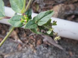 Image result for Boerhavia cordobensis