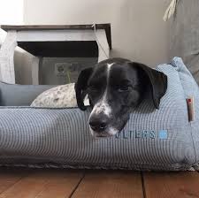 Luna 😥 Pointer Mix Hündin verliert aus gesundheitlichen Gründen ihrer  Familie ihr Zuhause. Sie ist eine 7 Jährige Pointer Mix Hündin und ist sehr  aktiv und lauffreudig. Sie ist aktuell ein wenig