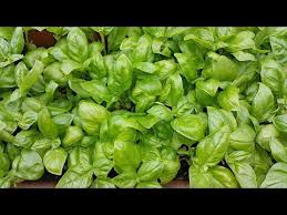 во саду ли в огороде с юлией миняевой посадка капусты Hotite Shikarnyj Bazilik Posejte Ego Imenno Etim Sposobom Youtube