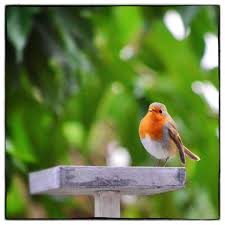 A Robin In The Garden Birds Outdoor Decor Bird Feeders