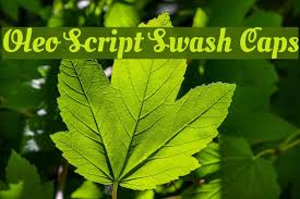 All other environments will need to add the script link to the custom head. Oleo Script Swash Caps Font Ffonts Net