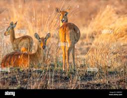 Puku sulla savana del sud Luangwa, Zambia Foto stock - Alamy