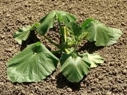 You know that many plants are vulnerable, but you don't know how to protect them at least until the mild. Hot Weather And Gardens Protecting Plants In Scorching Temps