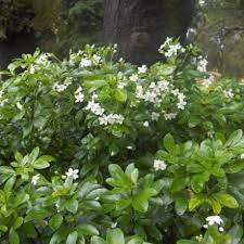 Maybe you would like to learn more about one of these? Buy Choisya Ternata Online Southern Woods