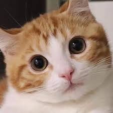 Maybe you would like to learn more about one of these? Volume Sebuah Balok Adalah 4 Kali Volum Kubus Jika Panjang Sisi Kubus Adalah 5 Cm Maka Volume Brainly Co Id