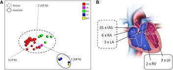 Treatments can help you live learn more: Dna Methylation Profiling Allows For Characterization Of Atrial And Ventricular Cardiac Tissues And Hipsc Cms Clinical Epigenetics Full Text