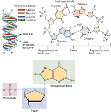 A, c, t, and g. Nucleotide Definition Structure 3 Parts Examples Function