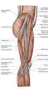 10.19 (a) pattern of peripheral sensory innervation in the right lower limb. Anatomy Of Human Thigh Muscles Anterior View Canvas Art Stocktrek Images 11 X 19 Walmart Com Thigh Muscles Human Anatomy Skin Bumps
