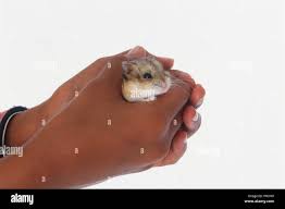 Human hamster hi-res stock photography and images