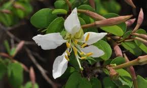 Image result for Cordia sp.A.