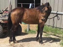 Gypsy vannergypsy cobdraft horsecarriage horsehorsesbuckskindunpintopaint horse. Buckskin Horse Color Origin Genetics And Variations Helpful Horse Hints