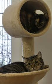Jeder euro, den wir als schutzgebühr oder spende erhalten, kommt zu 100 % den katzen in bulgarien. Vier Katzen Suchen Ein Neues Zuhause