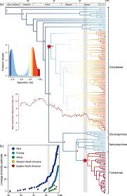 Image result for Corydalis mildbraedii