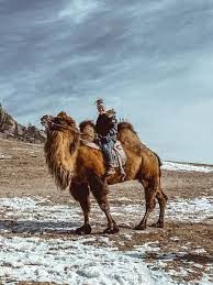 Camels had humps way before human existence. Pin On Mongolia