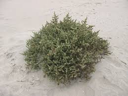 Image result for Salsola