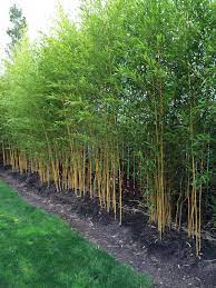 A comparable idea is to utilize bamboo screens. Bamboo Garden Screen 26 Bamboo Fencing Ideas For Garden Patio Or Balcony