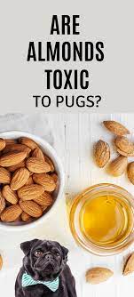 Can Dogs Eat Almonds Can Dogs Eat Dog Food Recipes Pugs