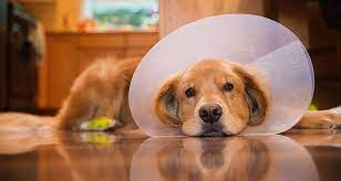 But you'd still have to inflate it just like a beach float. Dog Cone Making The Best Choice For Your Injured Pet
