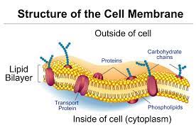 Carbohydrates are also found in the plasma membrane; Tj Schematic Diagram Of Typical Membrane Proteins In A Biological Membrane The Phospholipid Bilayer The Ba Cell Membrane Cell Membrane Structure Animal Cell