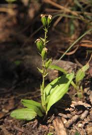 Image result for Liparis bowkeri