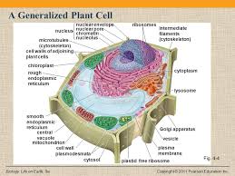Check spelling or type a new query. Chapter 4 Cell Structure And Function Ppt Download