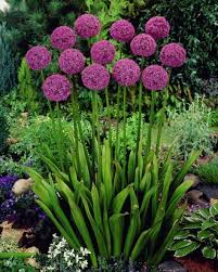 Allium Aflatunense Persischer Lauch Lauchblumen Pflanzen Blumen Anbauen