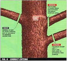 In a general sense, limbs that are located on the uppermost portion of the tree canopy are cut shorter in order to decrease the tree's height. How To Prune Trees Without Killing Them Step By Step With Pictures Bestlife52