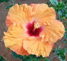 Would Love Thistropical Flower With A Crescent Moon To Remind Me Of My Honeymoon Beautiful Flowers Tropical Flowers Hibiscus Flowers
