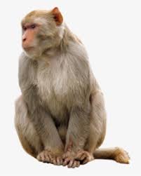 For your convenience, there is a search service on the main page of the site that would help you find images similar to monkey hanging from a tree clipart with nescessary type and. Zoo Monkey Png Monkey Hanging From A Tree Transparent Png Kindpng