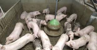 Les animaux sont dans un premier temps étourdis (avec un pistolet à tige perforante, par choc électrique ou avec du gaz). L Organisation De L Elevage Porcin En France Animal Elevage La Viande Fr