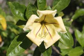 Image result for Solandra maxima