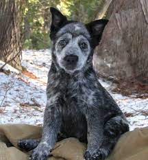 If you require a pup with breeding rights or for show quality with a top pedigree then expect to pay from $800 upwards to $1,000 or even more. Border Heeler Dog Breed Information And Pictures