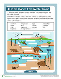 Marshes Worksheet Education Com Life Science 4th Grade Science Science Classroom