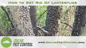 How to get rid of lanternflies. How To Get Rid Of Lanternflies Youtube