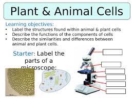 Under a microscope, a student observes a specimen containing a cell wall, nucleus, and chloroplasts. Ks3 Year 7 Animal Plant Cells Teaching Resources