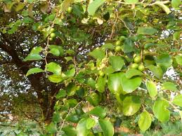 Namun siapa sangka ternyata buah bidara juga… Pohon Bidara Tanaman Bidara Terbongkar Manfaat Dan Khasiatnya