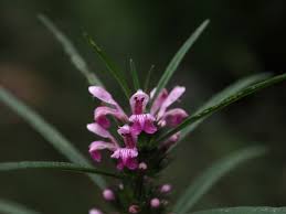 Image result for Leonurus japonicus